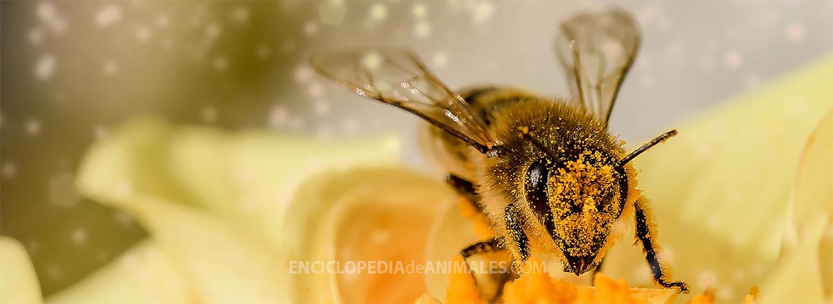 las abejas producen miel a partir del néctar