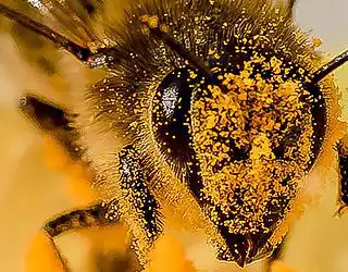las abejas producen miel a partir del néctar