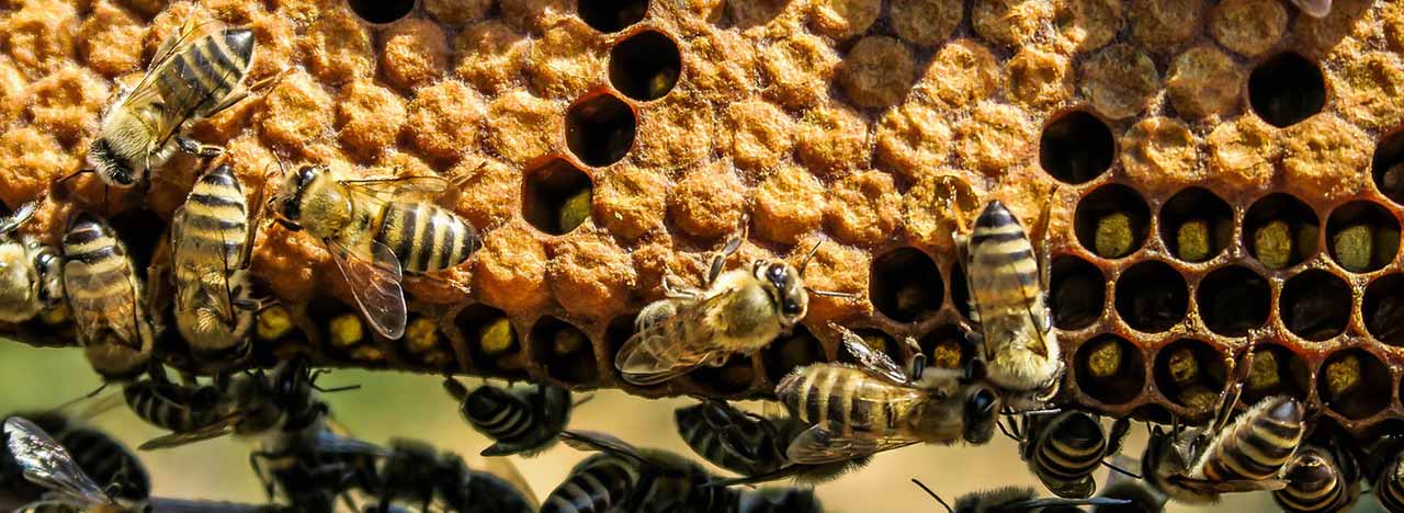 pasatiempo textura Correctamente Colmenas de abejas | Tipos de colmenas✔️