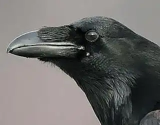 Cuervo grande, el auténtico Corvus corax