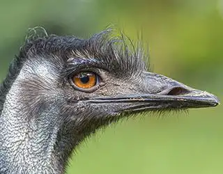 Emú o Dromaius novaehollandiae