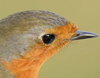 Pájaro petirrojo Erithacus rubecula