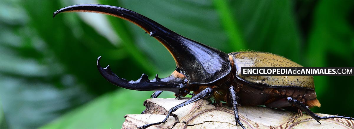Dynastes hercules, escarabajo hercules macho