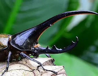 Dynastes hercules, escarabajo hercules macho
