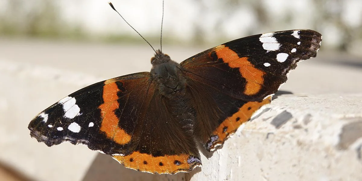 Mariposa Vanessa atalanta con sus alas rojizas y naranjas sobre fondo negro