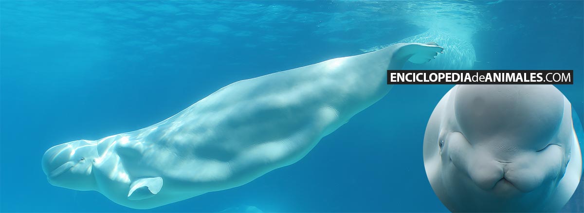 Ballena beluga bajo el agua y cabeza de beluga
