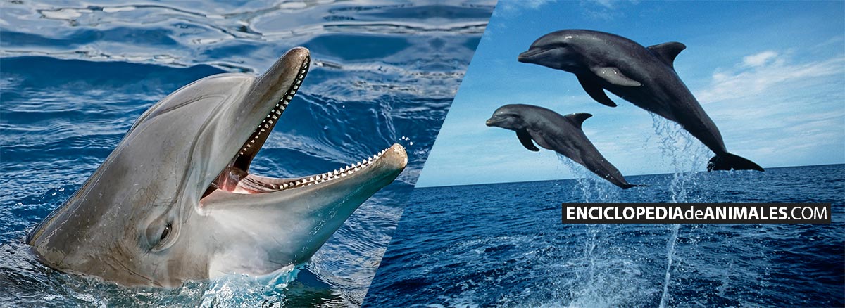 Delfín mular mostrando dientes y saltando en grupo
