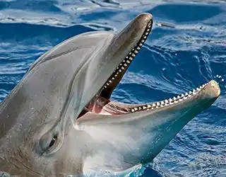 Delfín mular mostrando dientes y saltando en grupo