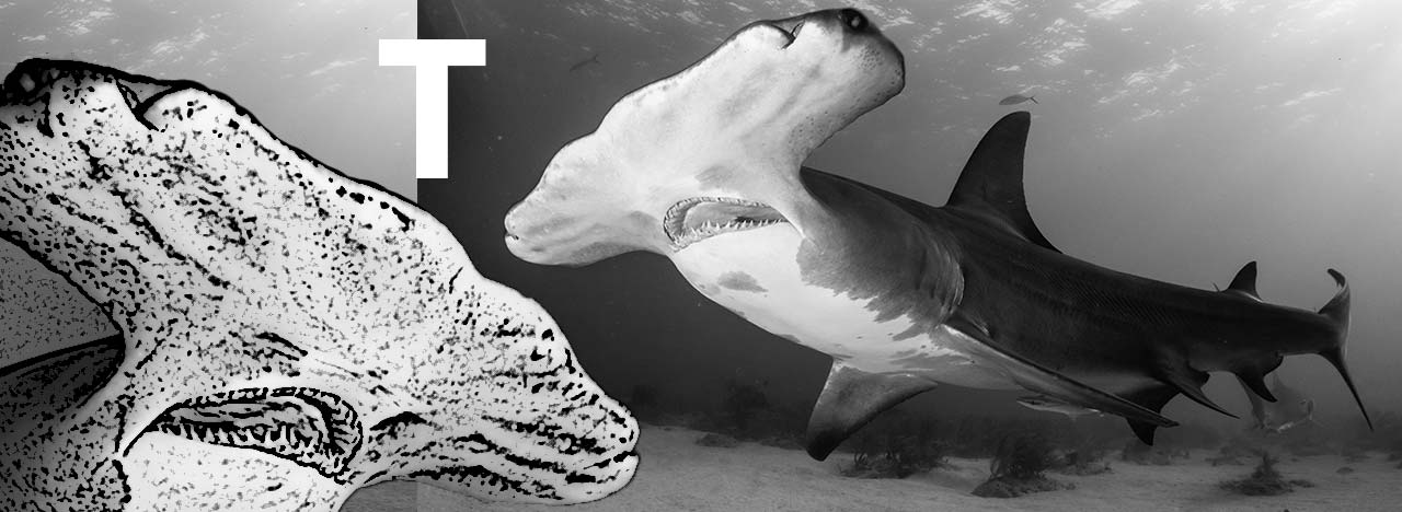 Sphyrna mokarran el tiburón martillo gigante