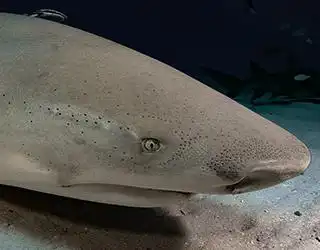 Tiburón limón