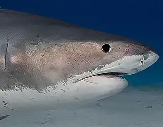 Tiburón tigre en busca de presas para alimentarse