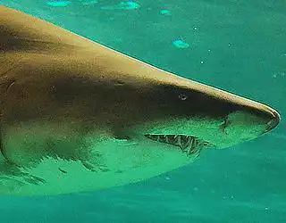 Tiburón toro